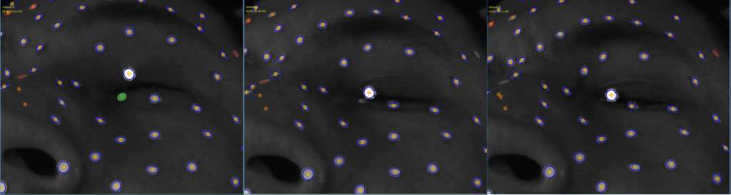 Occlusion_sm.png